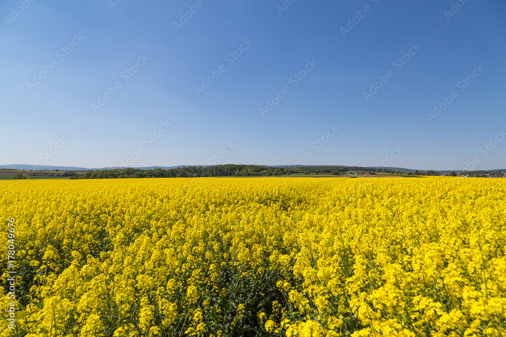field of rapeseed with blue sky