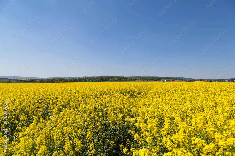 field of rapeseed with blue sky field of rapeseed with blue sky