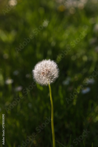 fluffy dandelion with natural green background