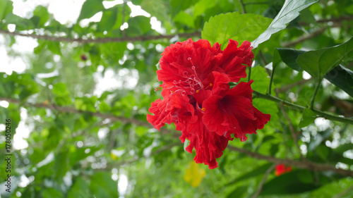 Red hibiscus flowers in nature.