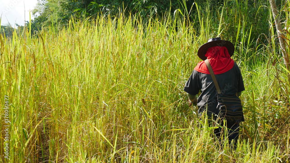 Thai farmer working in rice filed.