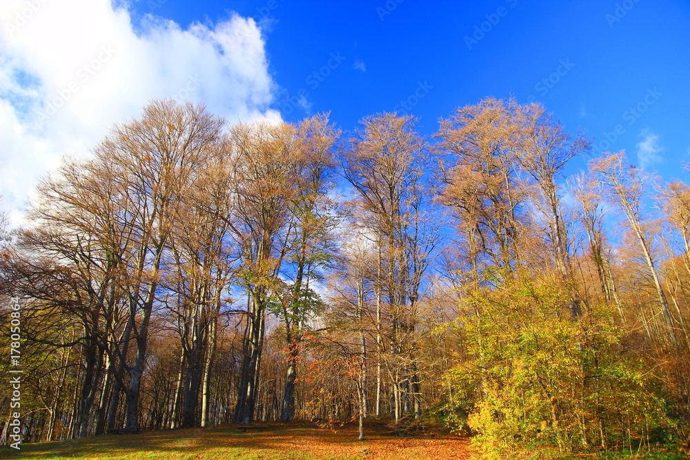 Fototapeta premium Forest in fall