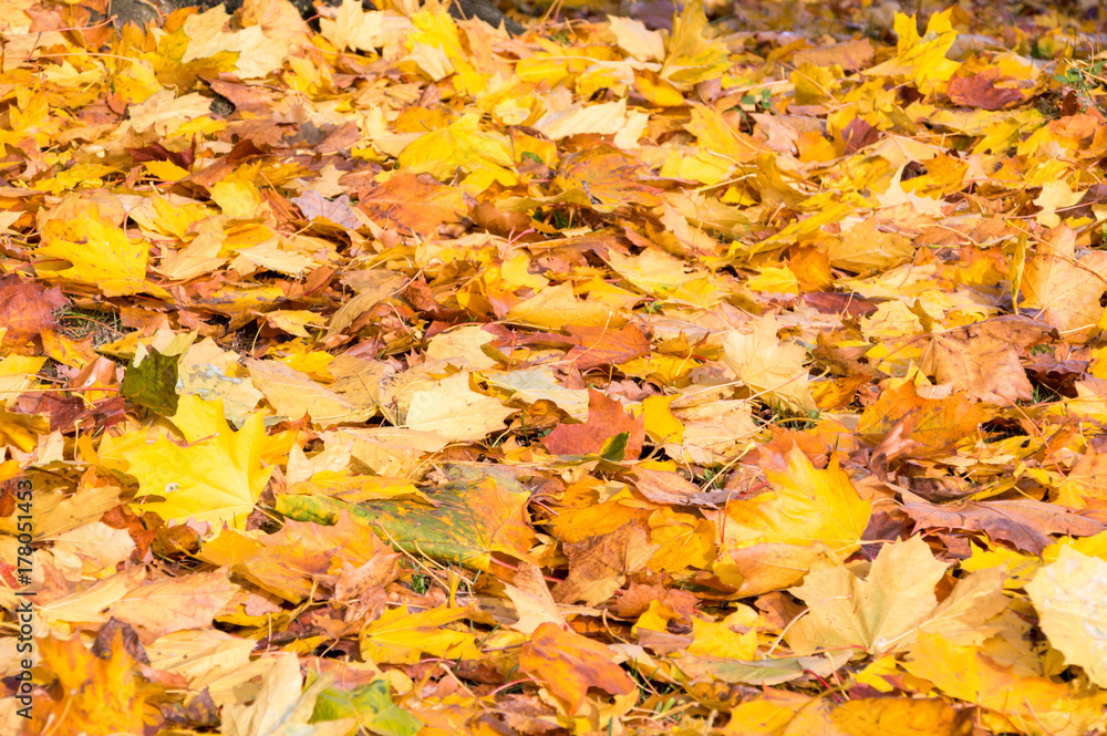 Yellow acer leaves on the ground in autumn. Yellow acer leaves on the ground in autumn.
