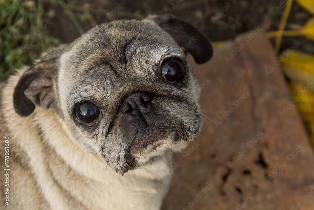 Portrait of pug dog in a park