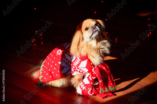 Little red pekingese dog with christmas lights at cozy home. New year Santa dog. A small dog in a sweater sits on the background of a Christmas tree and lights. Cute sitting senior dog in a Christmas photo