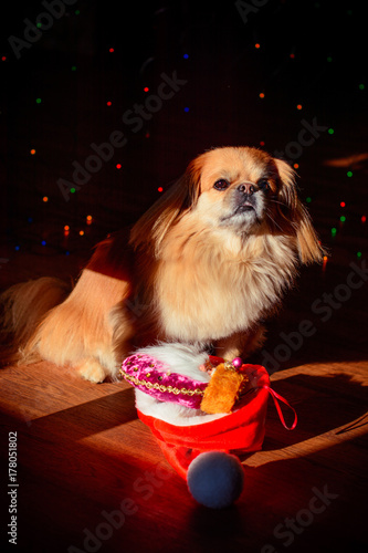 Little red pekingese dog with christmas lights at cozy home. New year Santa dog. A small dog in a sweater sits on the background of a Christmas tree and lights. Cute sitting senior dog in a Christmas photo