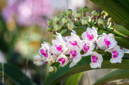 Orchid flower in the garden at winter or spring day for postcard beauty and agriculture idea concept design. Orchids are export business products of Thailand that make a lot of money.