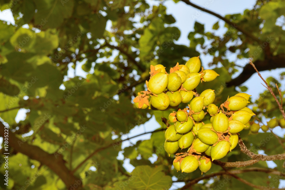Kaiserbaum, q. Kaiserbaum, q.