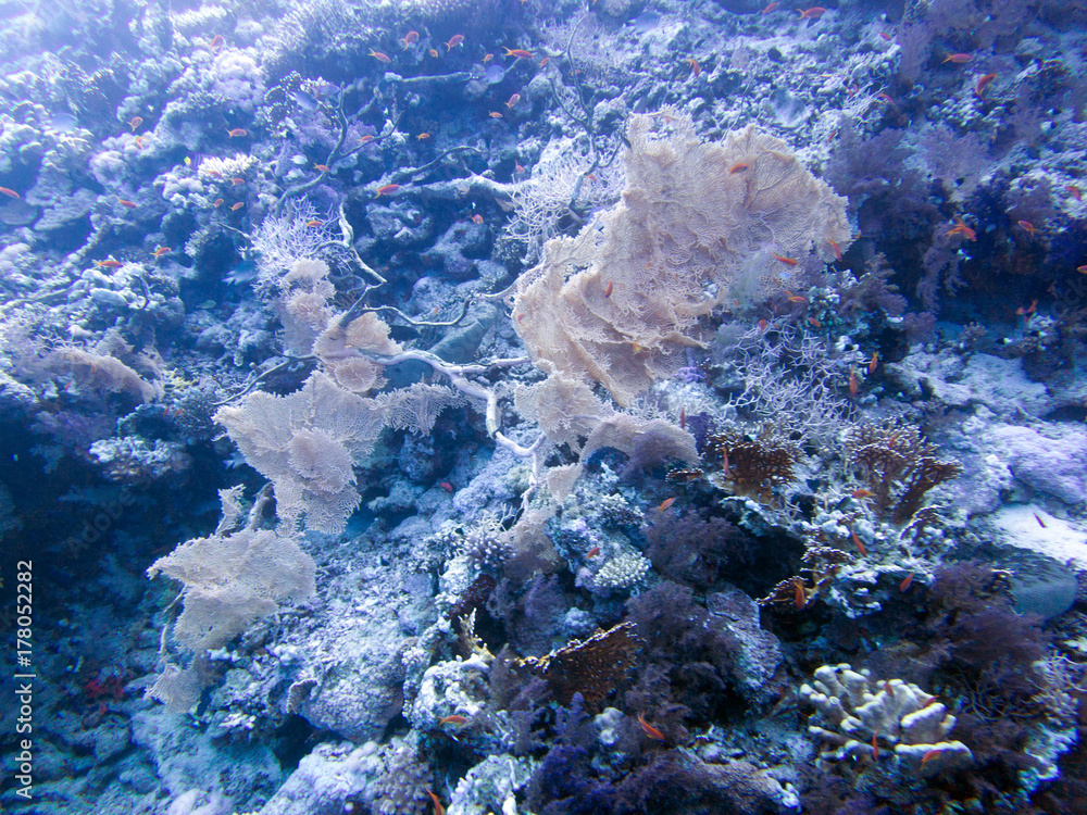 Fototapeta premium Unterwasser Ägypten