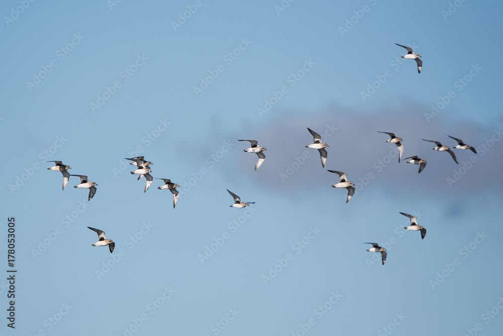 Grey Plover, Plovers, Birds - Dawlish Warren, England Grey Plover, Plovers, Birds - Dawlish Warren, England