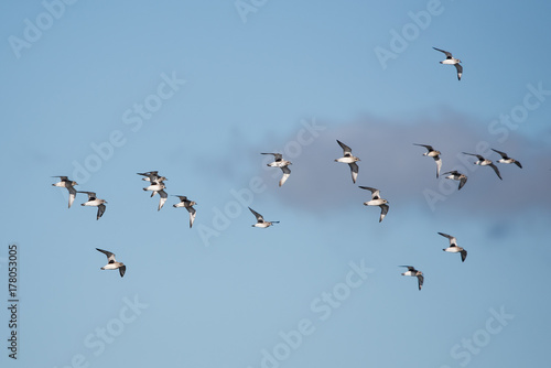 Grey Plover, Plovers, Birds - Dawlish Warren, England © Maciej Olszewski
