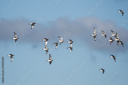 Grey Plover, Plovers, Birds - Dawlish Warren, England