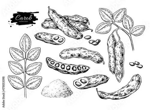 Schilderij op canvas Carob vector superfood drawing set. Isolated hand drawn  illustr