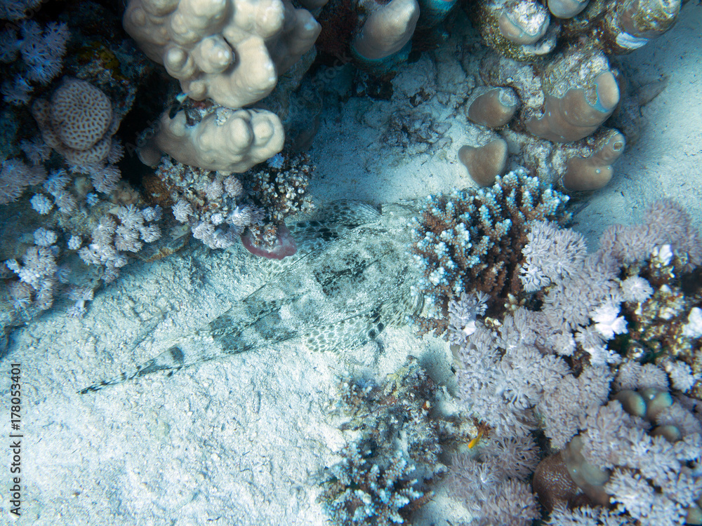 Fototapeta premium Unterwasser Ägypten