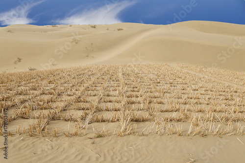 Photography Taklamakan desert III, china