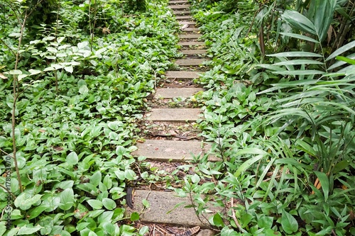 nature walkway in forest at country Thailand