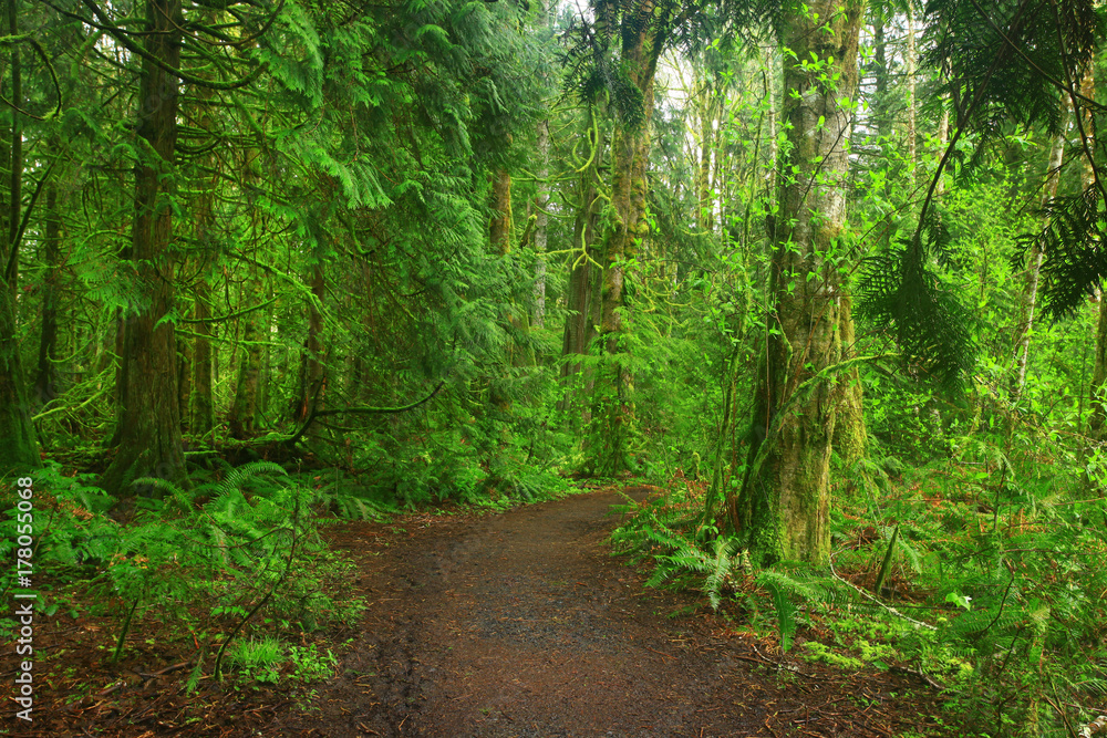 a picture of an Pacific Northwest forest trail a picture of an Pacific Northwest forest trail
