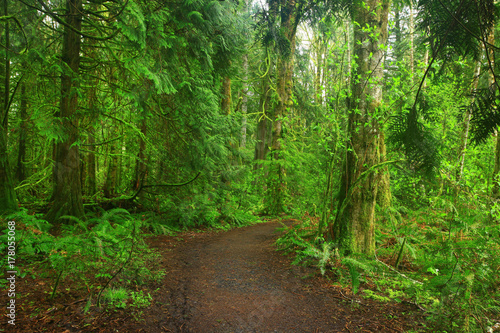 a picture of an Pacific Northwest forest trail