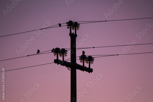 Cavi dell'alta tensione con uccelli al tramonto su toni rosa e viola.