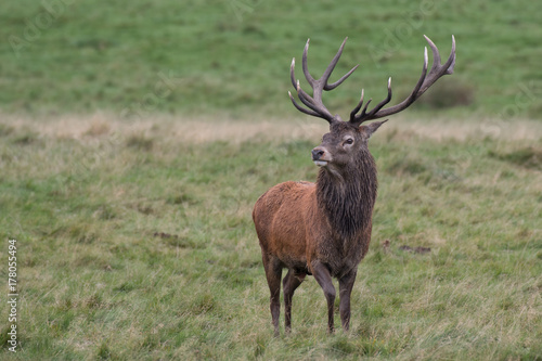 A solitary single red deer stag standing proud in grassland and looking to the left. Full length portrait showing antlers and an intense stare