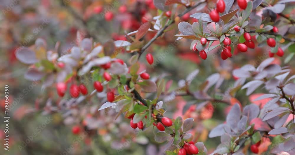 Autumn. Fall scene.Small red fruits. Beauty nature scene trees and leaves. Nature background. Selective focus. 4k video Autumn. Fall scene.Small red fruits. Beauty nature scene trees and leaves. Nature background. Selective focus. 4k video