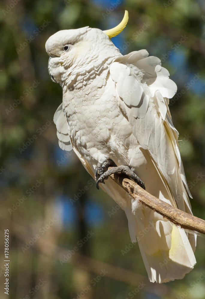 Cockatoo
