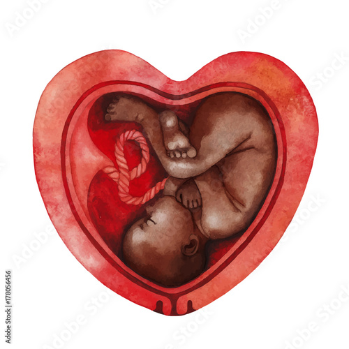 Watercolor fetus inside the heart shaped
