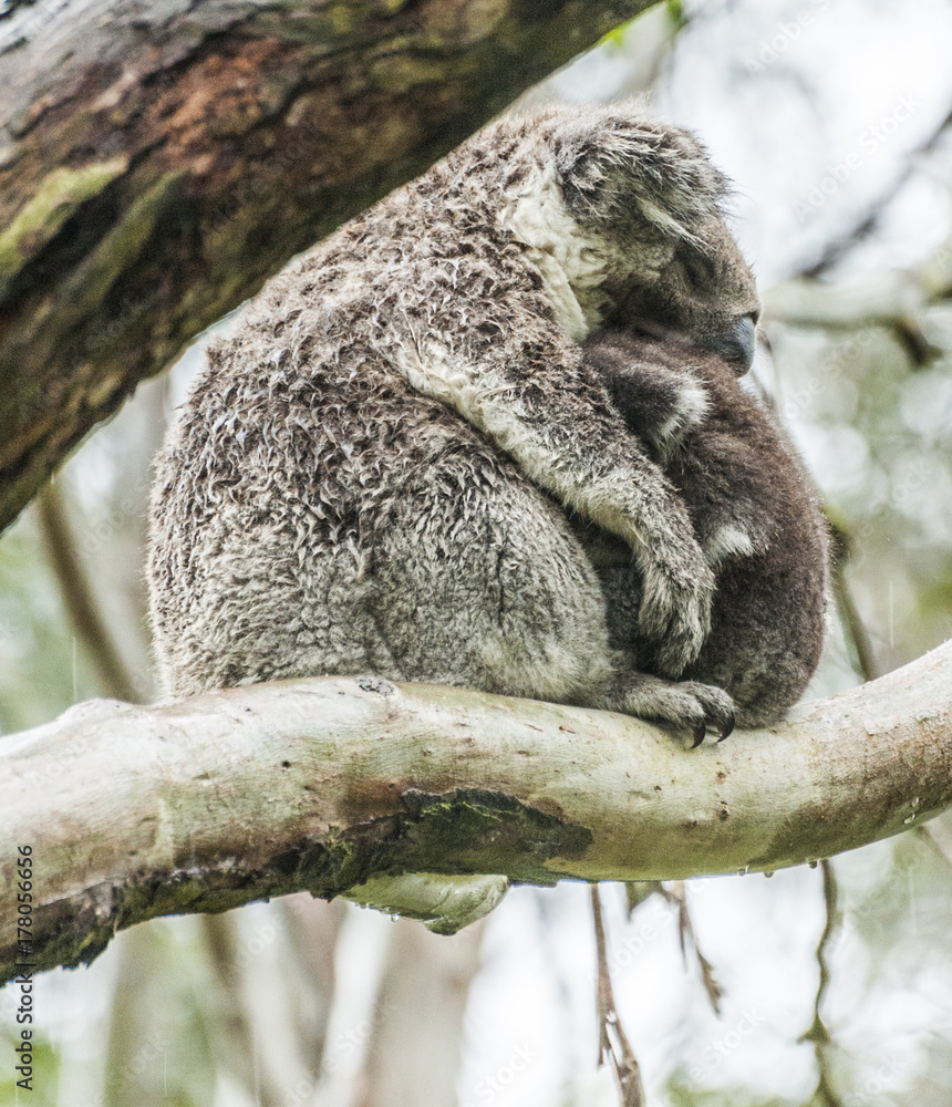 Obraz premium Koalas