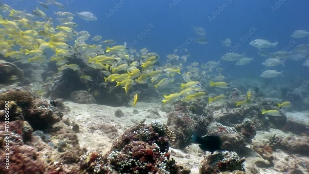 School of striped yellow fish underwater on background of seabed in Maldives. Unique video footage. Abyssal relax diving. Natural aquarium of sea and ocean. Beautiful animals.