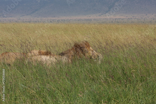 Safari in africa