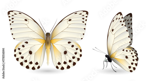 Set of colorful butterflies. Front and side view