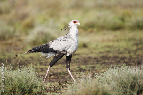 Secretary Bird photo