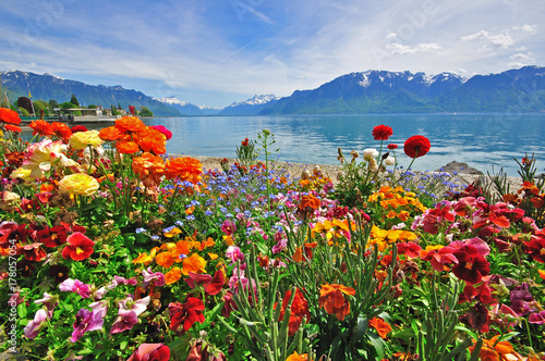 Flowers in swiss Alps