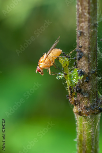 Yellow dung fly on a branch in the forest
