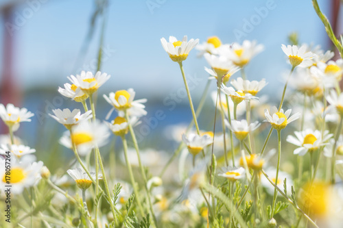 Tender daisies in the summertime © Victoria Kondysenko