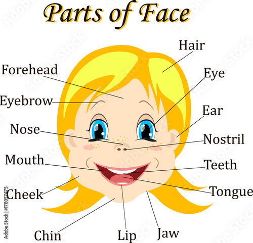 Cartoon child. Girl. Vocabulary of face parts. Vector illustration.