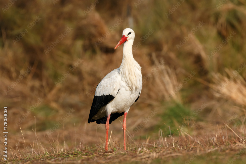 Fototapeta premium Elegant white stork