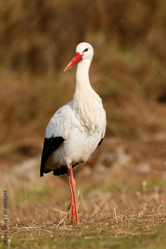 Fototapeta premium Elegant white stork