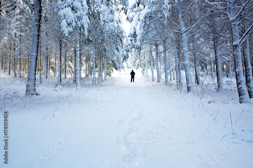 Man in winter pine forest.