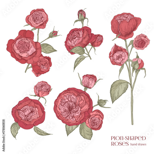 Set of beautiful botanical drawings of red peony-shaped roses. Hand drawn ten...