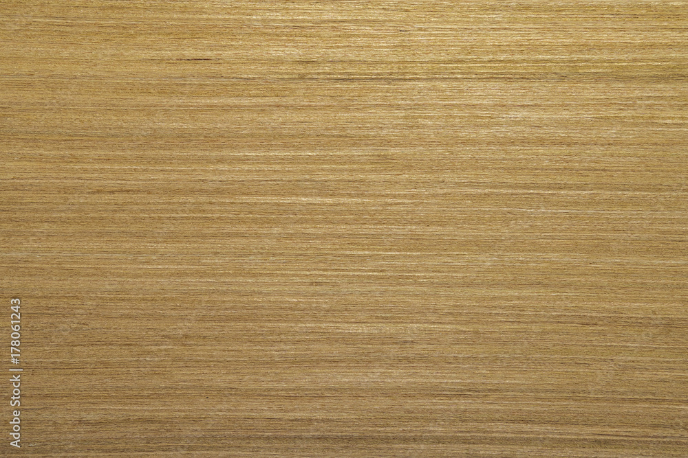 Backdrop or background wooden. White anegri tree. Backdrop or background wooden. White anegri tree.
