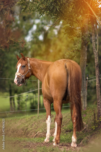 Pferd mit Blässe von hinten steht auf Wiese unter Baum im Abendlicht und blickt nach links © montikreativ