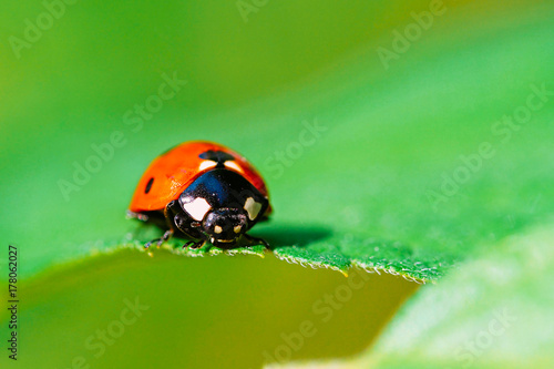 Red Ladybug Insect On Green Leaf Macro