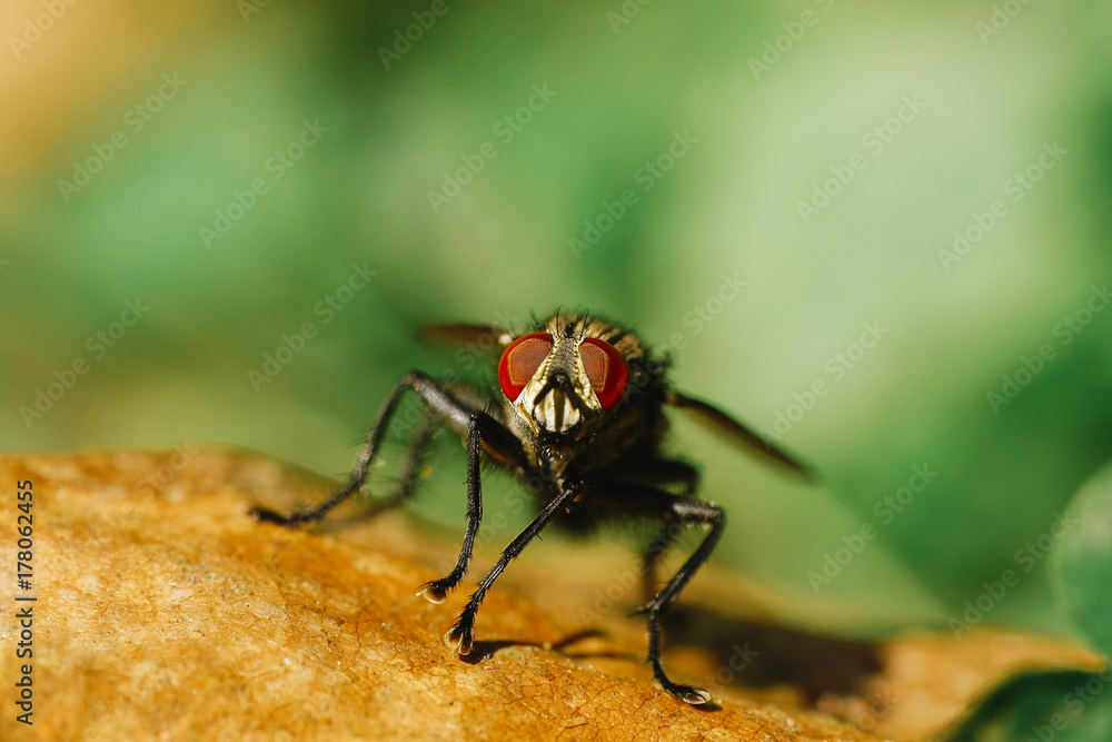 Fly (Musca Domestica) Macro On Leaf Fly (Musca Domestica) Macro On Leaf