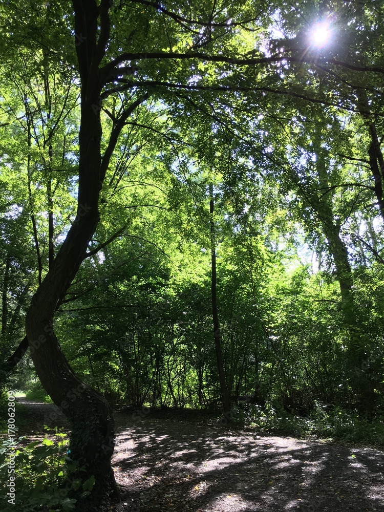 Naturlandschaft im Grutholz Wäldchen Naturlandschaft im Grutholz Wäldchen