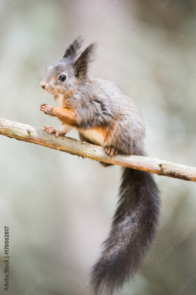 Cute eurasian red squirrel