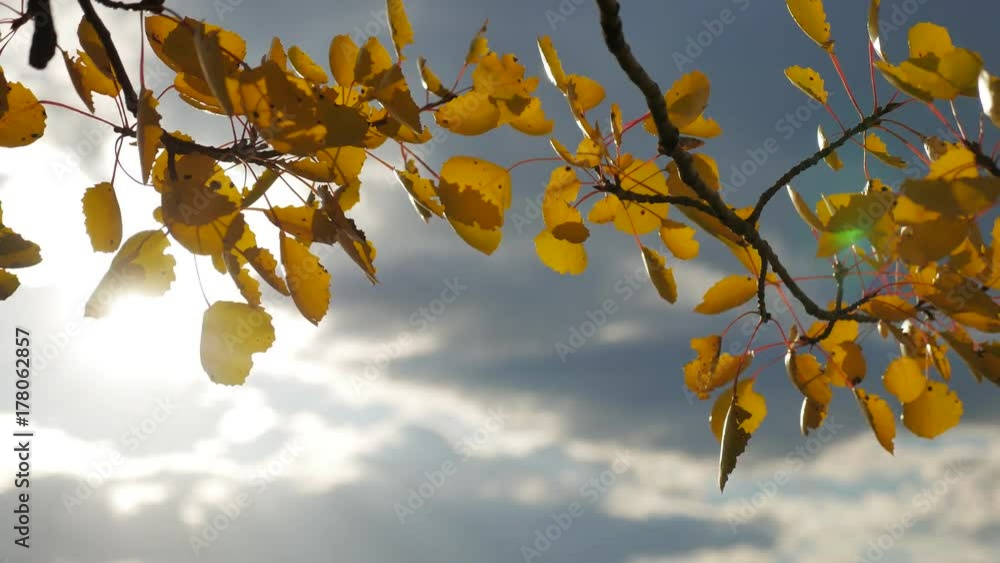 Yellow aspen sunlight leaves against the blue sky background. leaves and beautiful sun forest glare sun landscape autumn