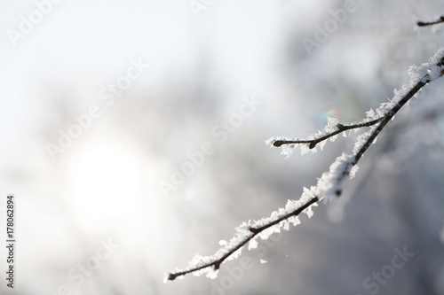 Obraz na płótnie majestic winter landscape - branches covered with snow. w salonie