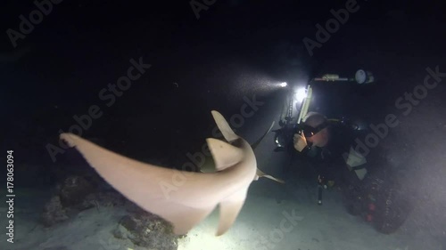 Scuba divers looks on the Tawny nurse sharks (Nebrius ferrugineus) in the night, Indian Ocean, Maldives
 photo