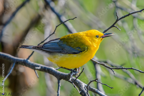 Prothonotary Warbler